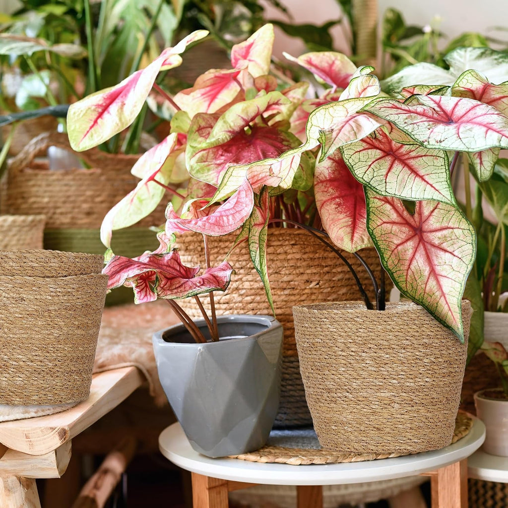 Ghiveci de flori Relaxdays din iarbă de mare, set de 3, rotund, pentru flori și ierburi, coș de plante cu folie, 3 dimensiuni, jardinieră, naturală