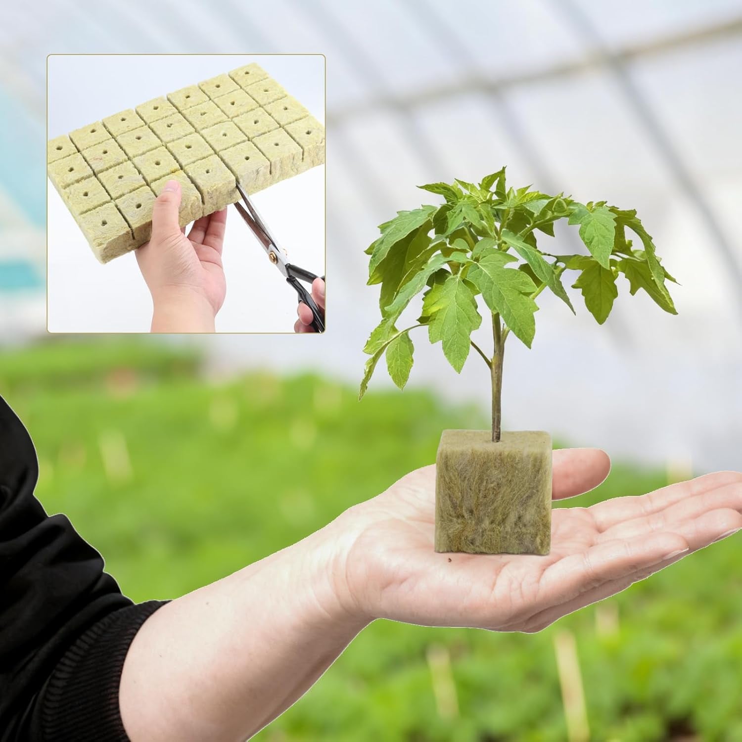 100 Cubi di propagazione in lana di roccia 25x25x25mm con guanti Isolamento in lana di roccia Cubi di propagazione Easy Plug Coltura idroponica Cubi di lana di roccia Talee Propagazione fuori suolo