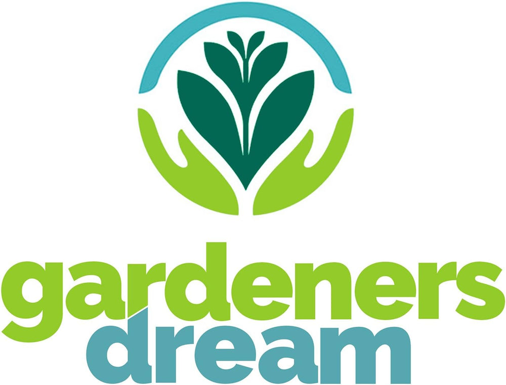 Il sogno dei giardinieri: 4 vere piante di Tillandsia - 4 vere piante d'aria di Tillandsia - Piante da terrario - Piante decorative da terrario - Piante da appartamento per purificare l'aria - Piante decorative - Piante vere