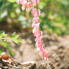Tränendes Herz, Dicentra Spectabilis - Balkon Blumenwiese Topfblumen Minigarten Bio Balkon Blumendeko Herbst Deko Winterharte Garten Zimmerbonsai Grünpflanzen Balkonpflanzen 40Samen