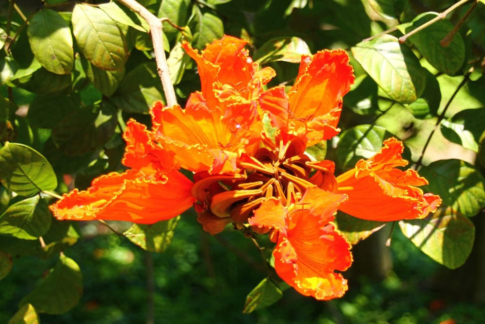 SAFLAX - Afrikanischer Tulpenbaum - 30 Samen - Spathodea Campanulata
