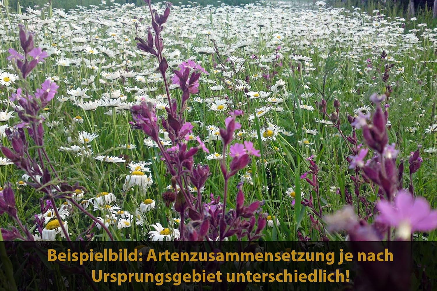 "Regionale Wildblumen" - Blumenwiese & Mehrjährige Blühmischung, Regiosaatgut Nach Regiozert, 100% Regionale Wildblumensamen, Für 10M², Mit Ansaathilfe Vermengt (Ursprungsgebiet 16)