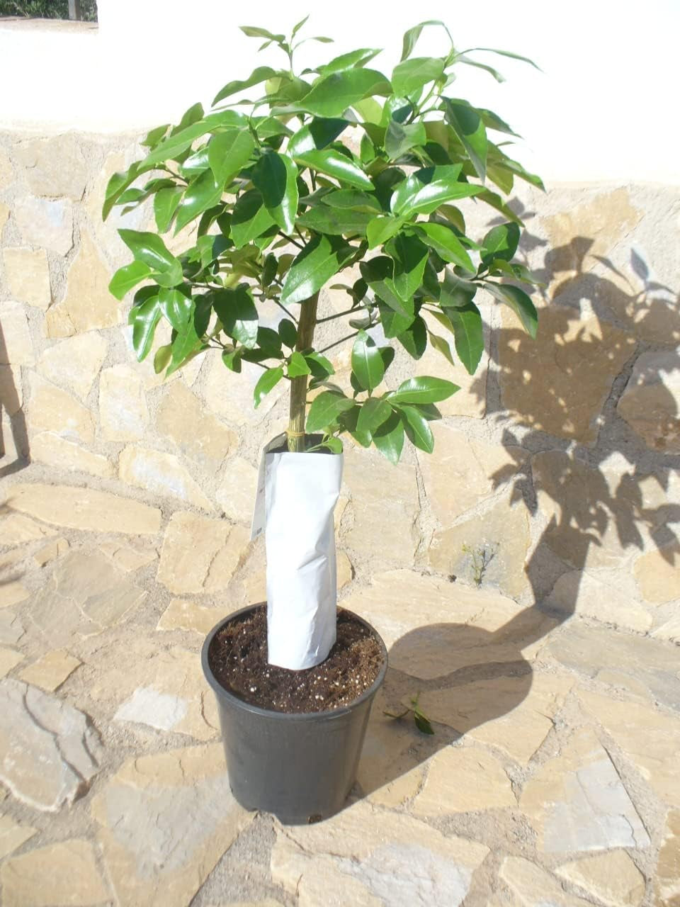 Grapefruit (Citrus - Paradisi) Ein Junger Baum Mit Dickem Stamm