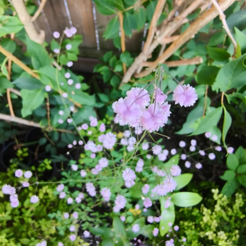 Thalictrum Aquilegifolium Frühlingsblumen, Winterharte Kübelpflanzen Exotische Heilkräuter Zimmerpflanzen Küchenkräuter 45Samen