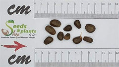 Stk - 10X Annona Cherimola Cherimoya Frucht Pflanzen - Samen ID240 -