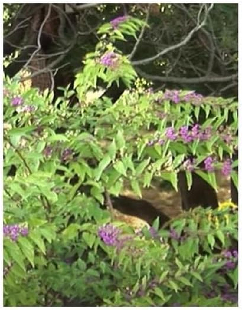 Stk - 10X Callicarpa Dichotoma Purpur Schönfrucht Garten Pflanzen - Samen B197 -