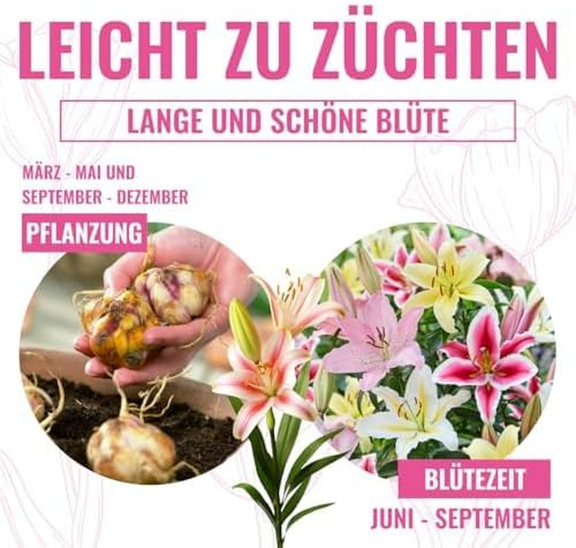 Collezione di bulbi di giglio gigante (15 bulbi di fiori), 5 varietà profumate, 5 di ogni colore, mix di piante perenni resistenti olandesi per il giardino (bulbi grandi, senza semi)