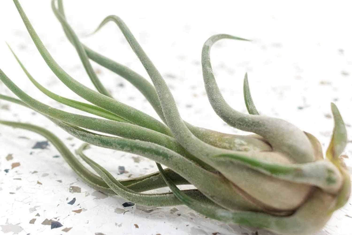Tillandsia Luft Pflanzen Kollektion Innen Haus Pflanze Blume Für Geschenk Sonder Anlass - Caput Medusae