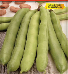 Samen Batlle – Haba Frühe Bohne Carmen, Lang 1 Kg