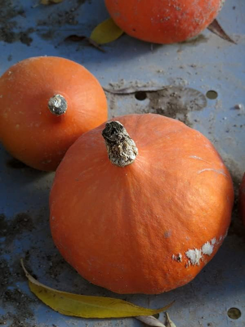 Hokkaido-Kürbis 'Red Kuri' (Cucurbita Maxima) Bio - Ca. 5 Samen