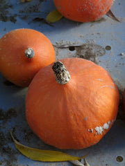 Hokkaido-Kürbis 'Red Kuri' (Cucurbita Maxima) Bio - Ca. 5 Samen