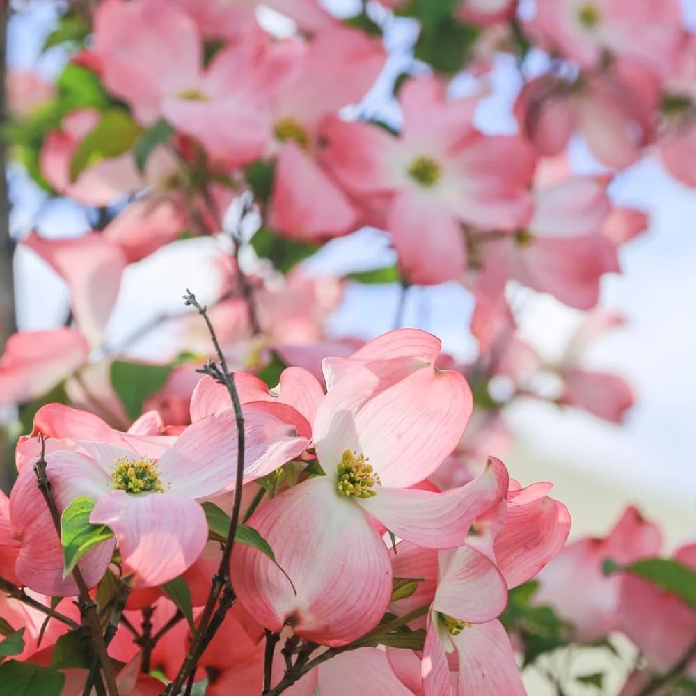 Cornus Kousa, Blühende Sträucher Winterhart Hartriegel, Steingartenpflanzen Winterhart Balkonpflanzen 300Samen