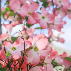 Cornus Kousa, Blühende Sträucher Winterhart Hartriegel, Steingartenpflanzen Winterhart Balkonpflanzen 300Samen