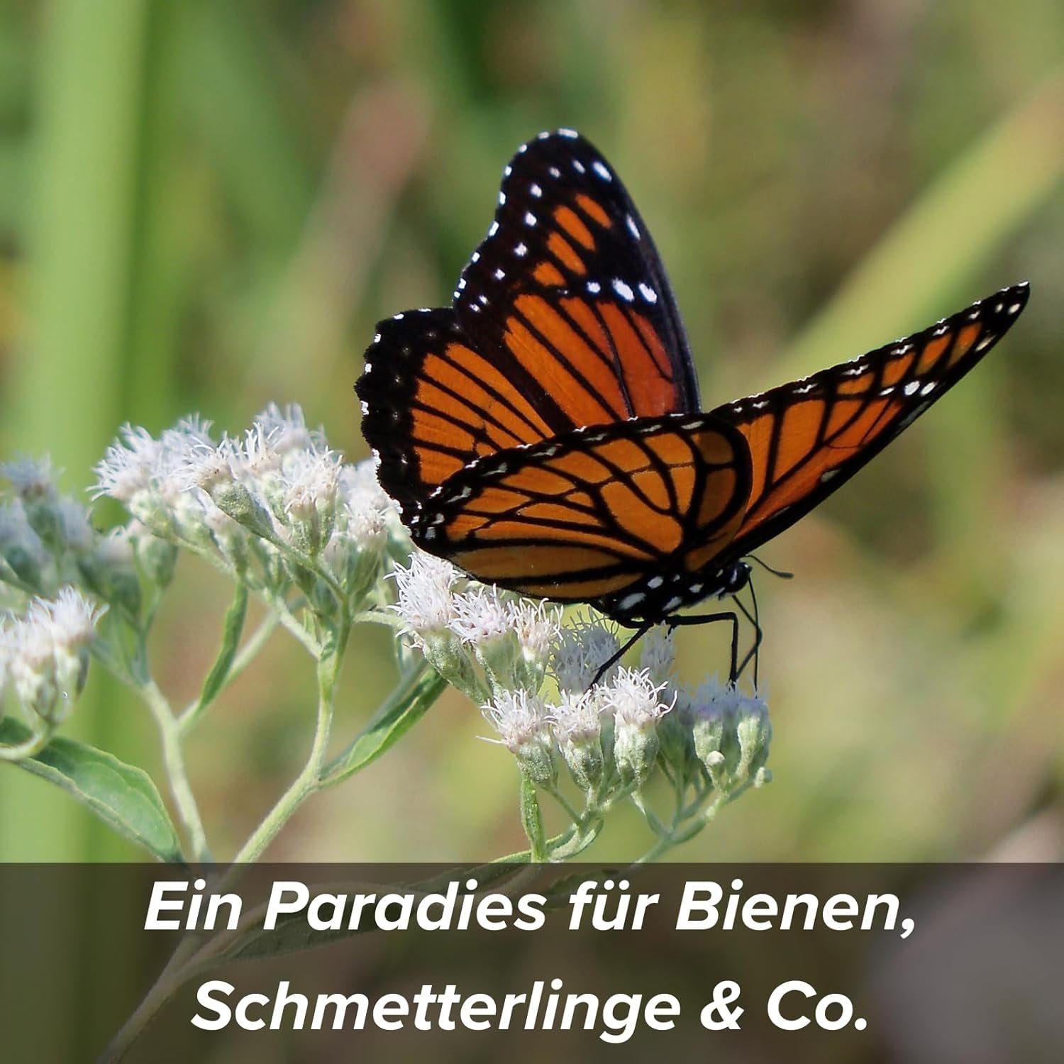 Semi di fiori ricoperti di argilla protettiva per api e farfalle, 400 g. Piante perenni e resistenti all'inverno, che creano un paesaggio fiorito di 20 m². Bellissimi semi di fiori di campo per un colorato pascolo di api. Regalo per bambini.