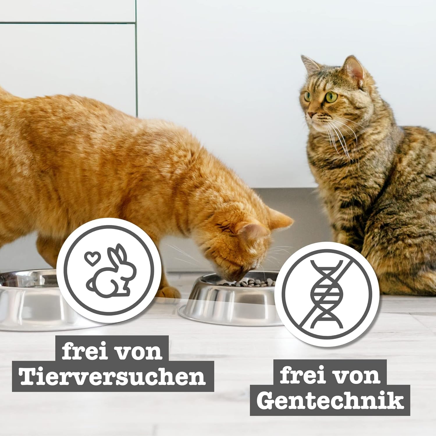 catz finefood Senior Collection Katzenfutter nass - Premium Nassfutter für Ihre Senior Katze - getreidefrei, ohne Zucker, hoher Fleischanteil, Vitamine & Mineralien (6 x 200g Dose)