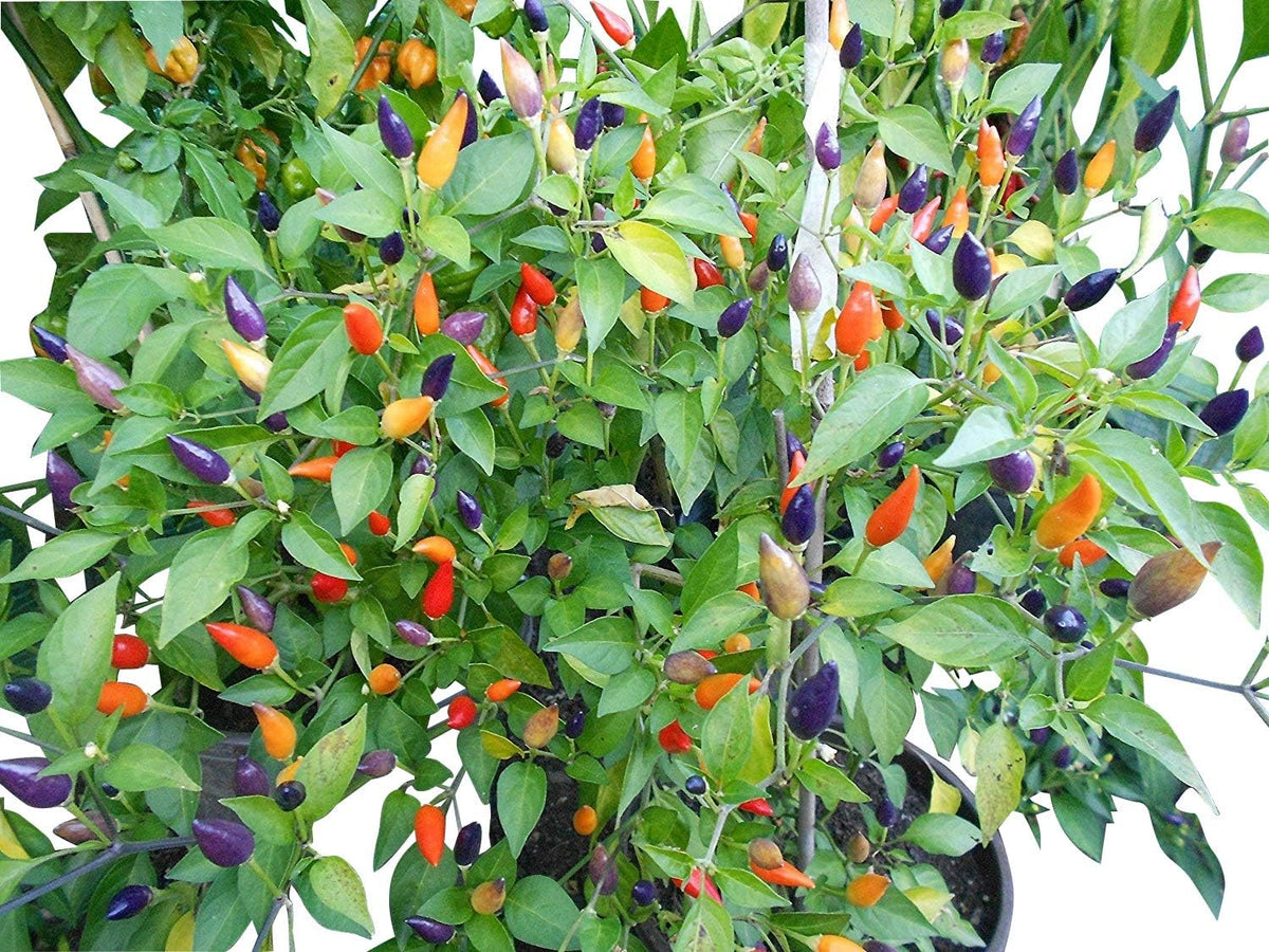 Numex Twilight 100 Samen *Mini-Chili* Mit Sehr Guten Ertrag WOW ''' Ähnliches Farbspektakel Wie Die Bolivien Rainbow'''
