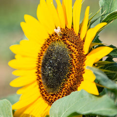 Semi di girasole Discus gialli (Helianthus annuus): semi di girasole premium, semi di girasole per coltivare circa 20 piante di girasole - Semi di fiori adatti agli insetti da OwnGrown