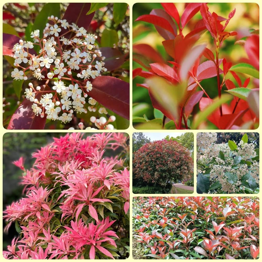 Glanzmispel Red Robin, Schnellwachsende Sträucher Photinia Fraseri Red Robin, Balkonpflanzen Exotische Stauden Winterhart Mehrjährig 900Samen