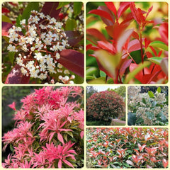 Glanzmispel Red Robin, Schnellwachsende Sträucher Photinia Fraseri Red Robin, Balkonpflanzen Exotische Stauden Winterhart Mehrjährig 900Samen