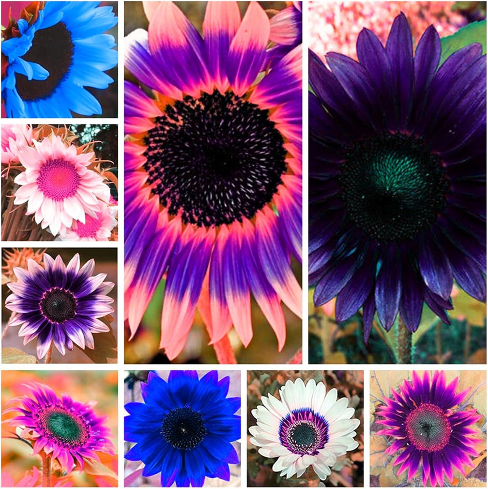 Mix di bulbi da fiore, bulbo magico misterioso, piantagione resistente, bulbo da fiore perenne resistente all'inverno, bulbi resistenti - 3 bulbi di orchidea