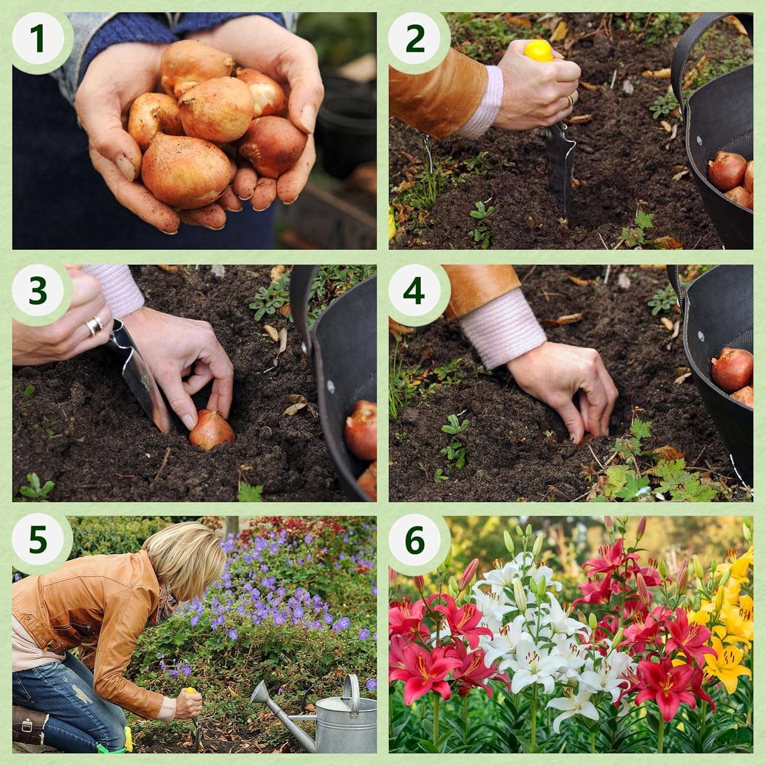 Bulbi di giglio gigante Collezione Hardy Tree - Bulbi di fiori resistenti - Confezione da 15 in 5 varietà e colori - Holland Mix per piantare giardino (non semi, non artificiali)