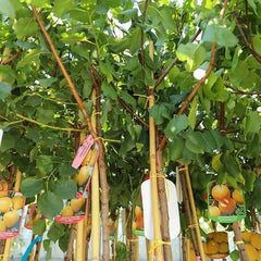 Aprikosenbaum Fracasso Obstbaum Im Topf 26 Cm Höhe Ca. 180 Cm – Alter 4 Jahre - Italienische Gärtnerei