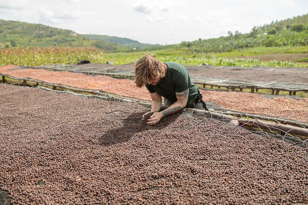NIK CAFE’ – Amestec Classico – boabe de cafea prăjite. Excelența sa, cea robustă. 100% robustă