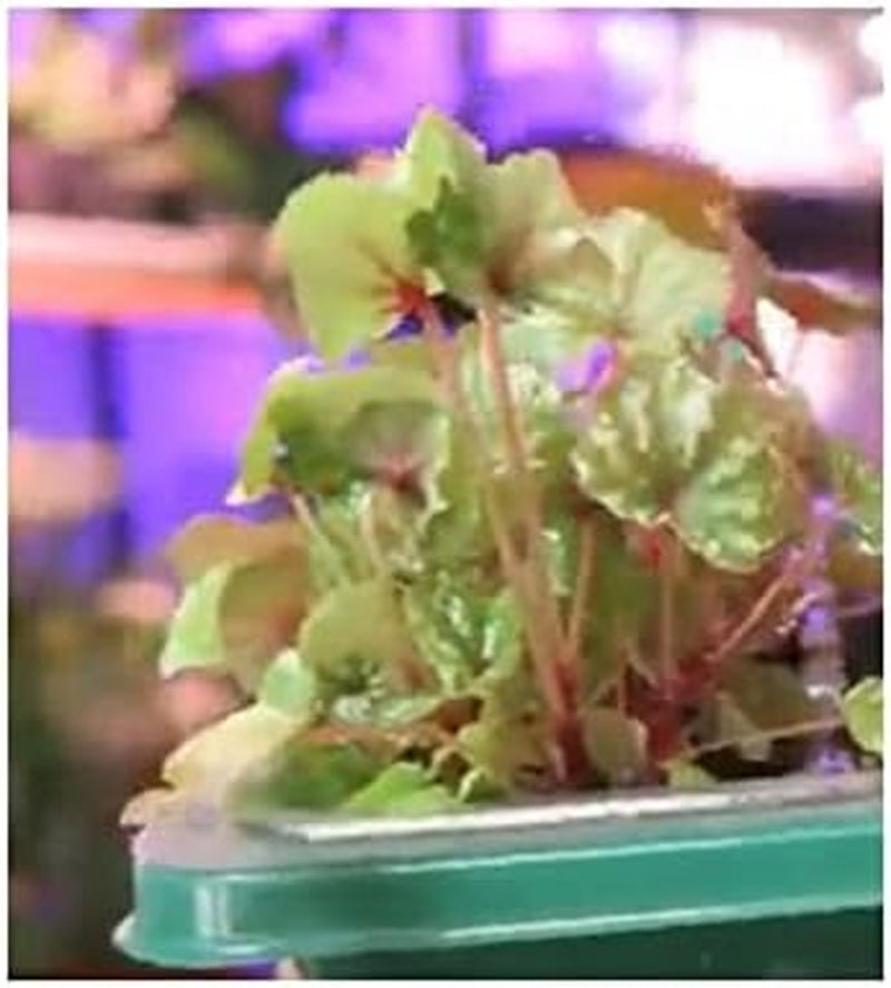 Stk - 10X Begonia Dregei Begonia Partita Ziersträucher Garten Pflanzen - Samen ID329 -