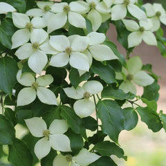 Hartriegelsamen, Cornus Kousa, Sträucher Winterhart Für Draußen Winterhart Wildblumensamen 100Pcs