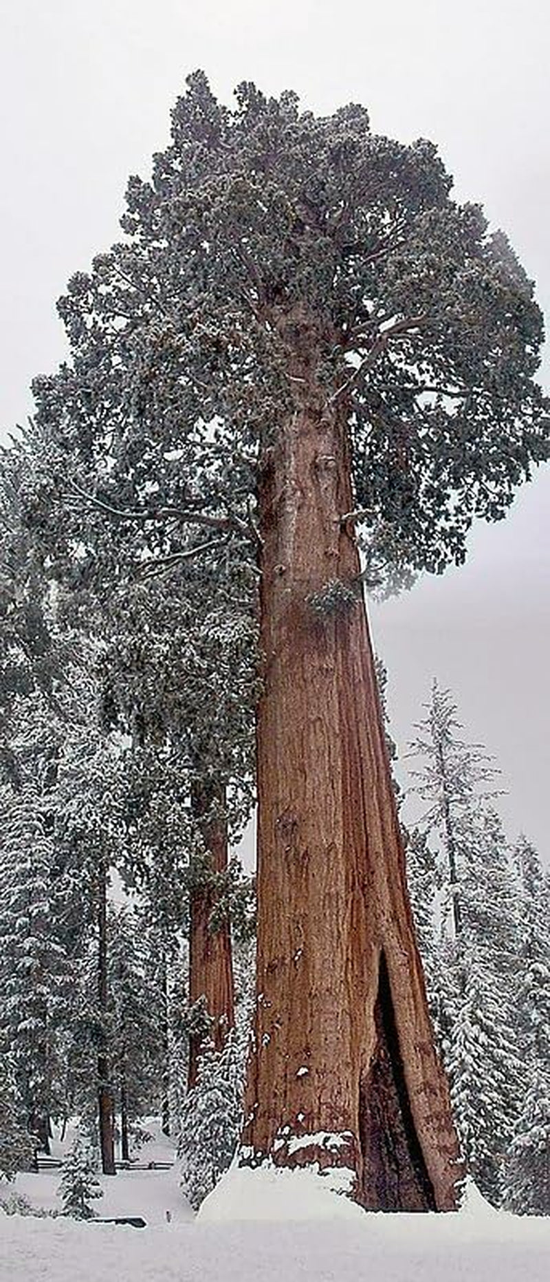 Riesen Berg-Mammutbaum Sequoiadendron Giganteum 100 Samen