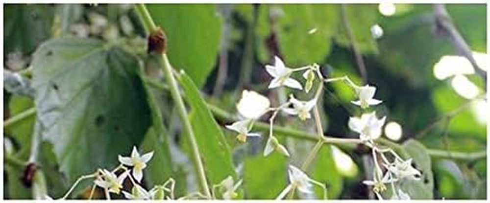 Stk - 10X Begonia Glabra Ziersträucher Garten Pflanzen - Samen ID330 -
