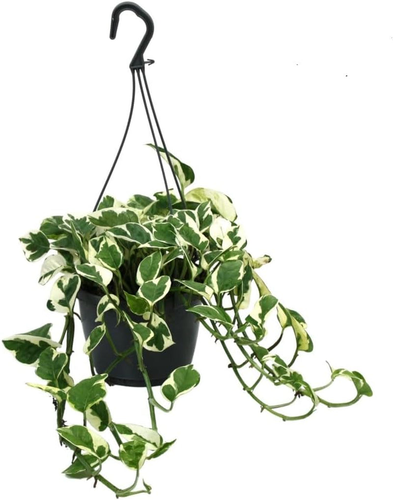 Efeutute (Epipremnum Aureum) Am Moosstab – Große, Pflegeleichte, Luftreinigende Zimmerpflanze Im Topf Ø 24 Cm, Höhe Ca. 120 Cm