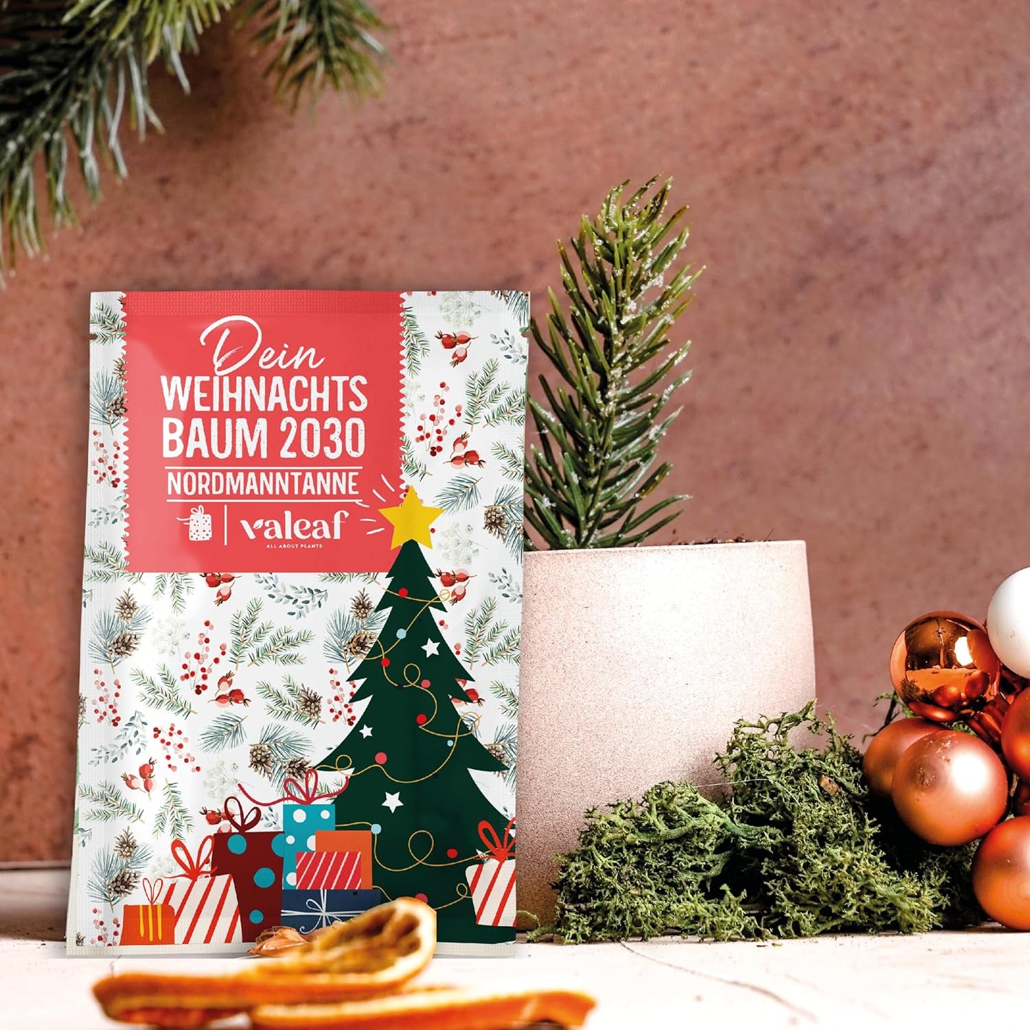 Albero di Natale 2030 - Semi di albero di Natale Nordmann per piantare un albero di Natale, ideale come regalo di Natale segreto di Babbo Natale