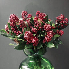 Skimmia, Blumensamen Seltene Skimmia Japonica Rubella, Pflanzensamen Zimmerpflanzen Sträucher Garten Balkonpflanzen Winterhart Mehrjährig Wildblumensamen 350Samen