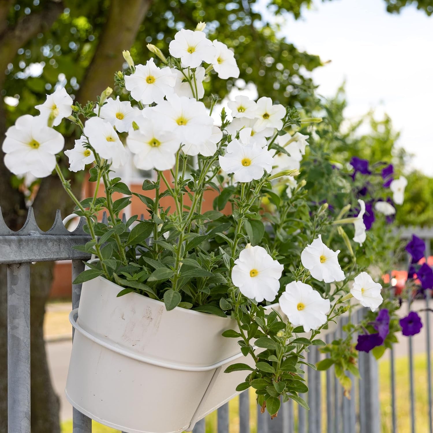 Semi di petunia: semi di petunia premium per circa 400 piante di petunia – Bellissimi semi di petunia per piante da balcone e da giardino – Semi di fiori – Semi di petunia rampicante – Fiori da balcone coltivati ​​in proprio