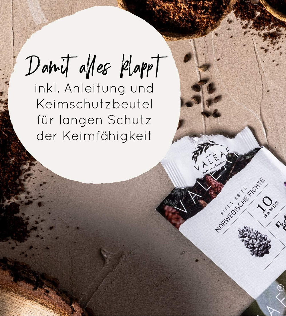 10 semi di bonsai da 5 continenti | Semi di alberi esotici per il tuo bonsai unico | Starter Kit e appassionati di piante | Il nostro set bonsai come idea regalo speciale