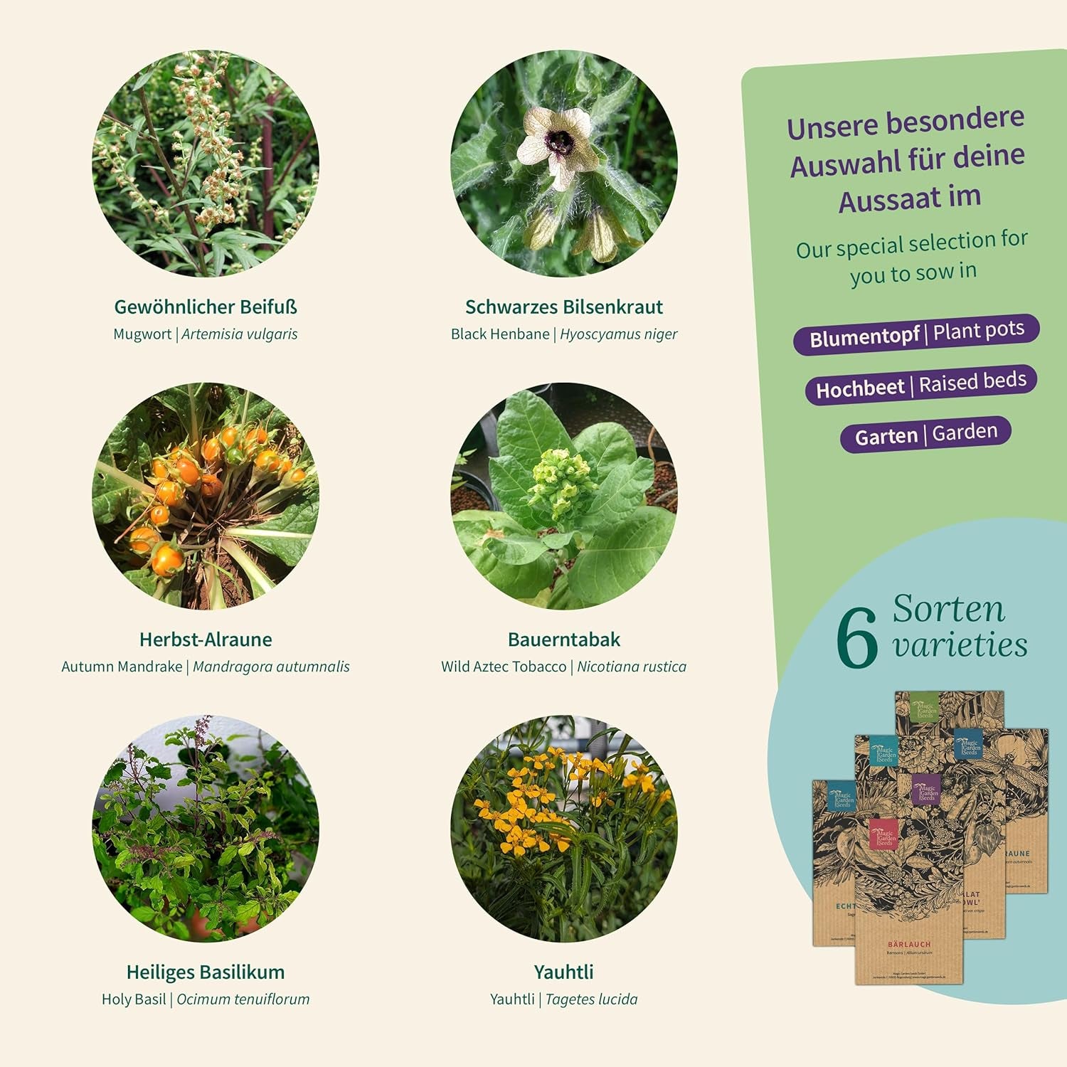 Magic Garden Seeds - Piante incantate con 6 erbe magiche: assenzio, assenzio, mandragora e altro - Piante di incenso da coltivare e regalare