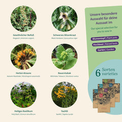 Magic Garden Seeds - Piante incantate con 6 erbe magiche: assenzio, assenzio, mandragora e altro - Piante di incenso da coltivare e regalare