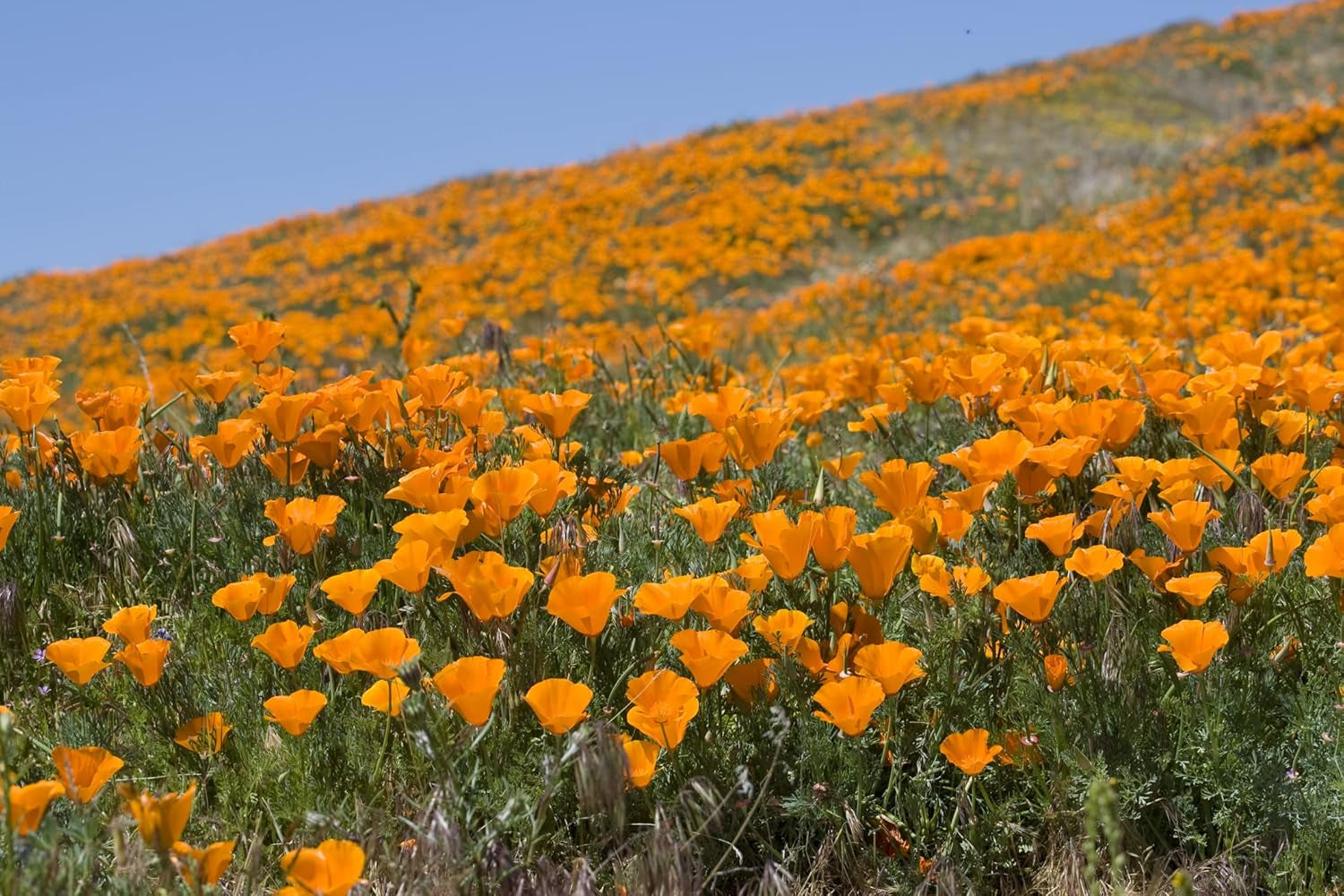 1000 semi di papavero della California (Eschscholzia californica), prato di fiori selvatici, pascolo di api.