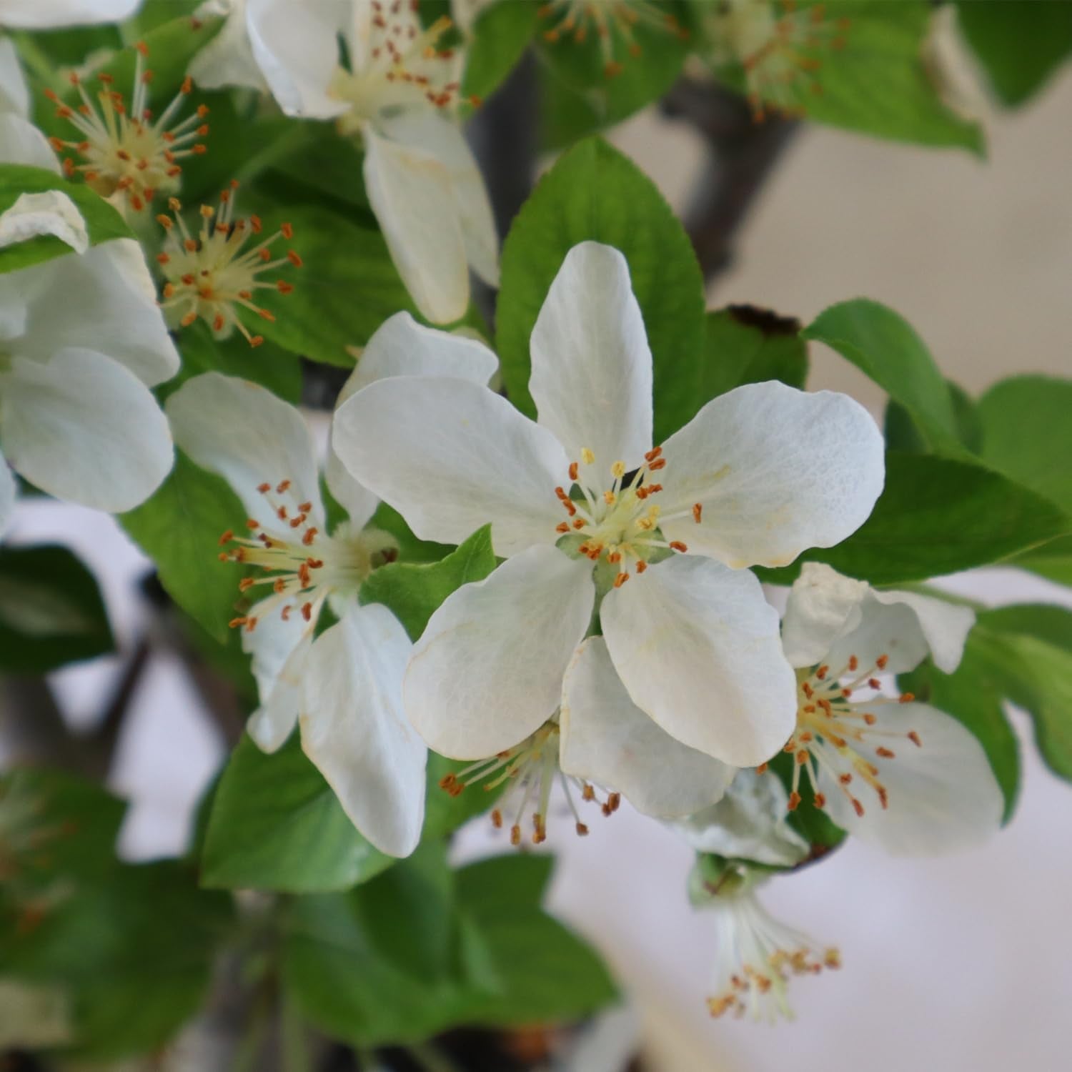 KENTIS - Bonsai Malus Evereste - Echter Apfelbaum Bonsai – Echte Dekorative Pflanzen Für Den Außenbereich – Hoch 25–35 Cm Keramiktopf Ø 21 Cm