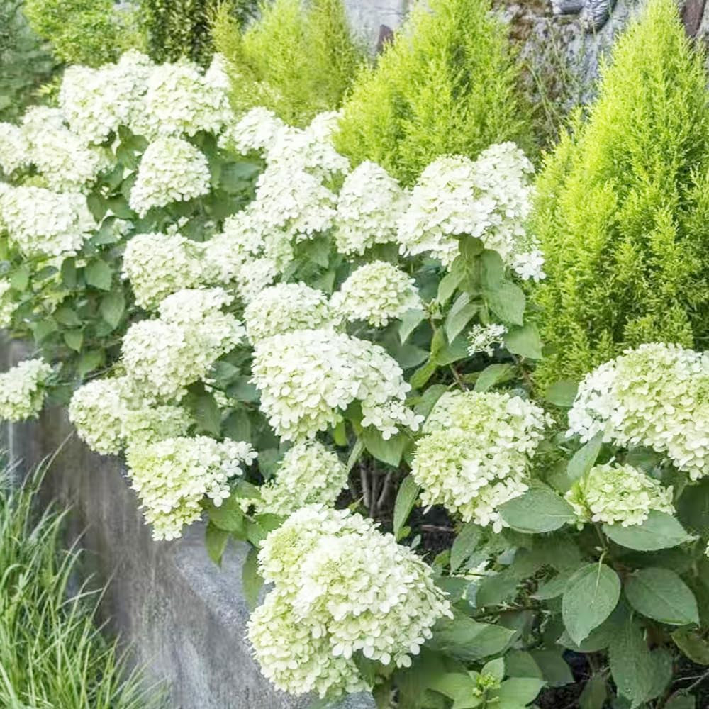 Rispenhortensie Balkon Blumenwiese Hydrangea Paniculata Frühlingsblume Winterharte Kübelpflanzen Schattenpflanzen Wildblumensamen Balkonblumen Schnittblumen Bodendecker Blumensamen 220Samen