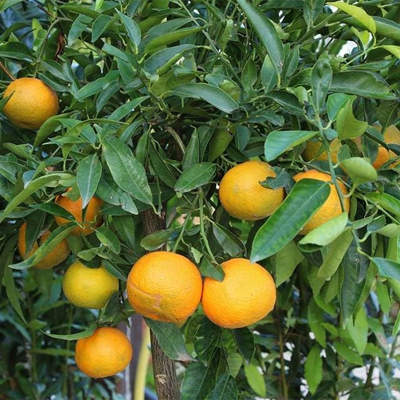 Zitrusgewächs Orange Navelina Pflanze Ab Frucht Höhe: 150 CM Vase : 26 CM