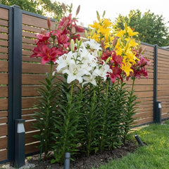 Collezione di bulbi di giglio gigante (15 bulbi di fiori), 5 varietà profumate, 5 di ogni colore, mix di piante perenni resistenti olandesi per il giardino (bulbi grandi, senza semi)