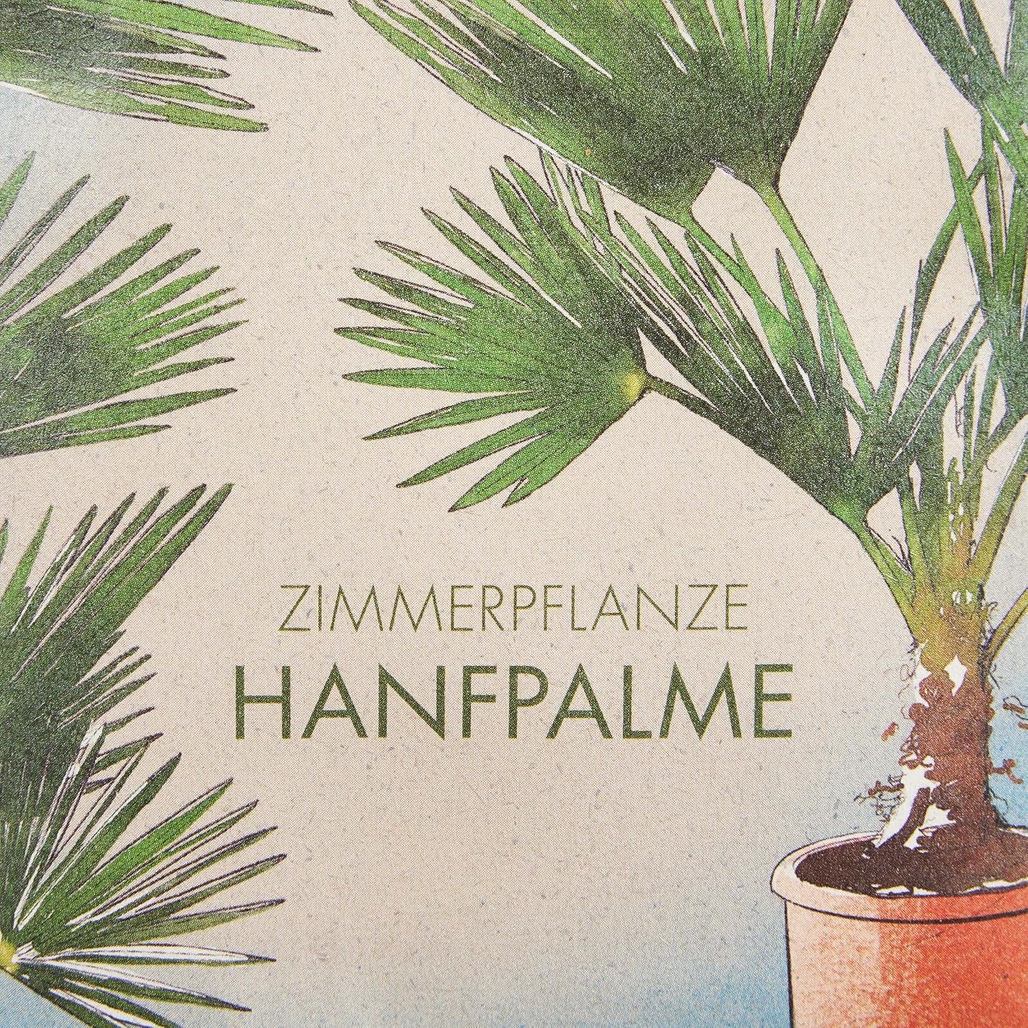 Chinesische Hanfpalme Saatgut: Palmen Samen Für 5X Palme Zimmerpflanze – Winterharte Zimmerpflanzen Groß – Grünpflanzen Zimmerpflanzen Samen Owngrown