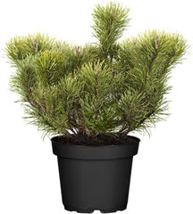 Pinus Mugo Var. Mughus 20–30 Cm, 3 L Container – Winterhart, Immergrün, Pflegeleicht – Bergkiefer – Ziergehölz Für Steingarten & Kübel