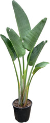 Trendyplants - Strelitzia Augusta - Paradiesvogelblume - Zimmerpflanze - Höhe 150-170 Cm - Topfgröße Ø28Cm