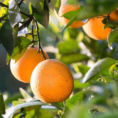 WELEDA Bio Kids Shampoo e gel doccia 2 in 1, arancione, adatto a bambini a partire dai tre anni (1 x 150 ml) Mamma e bambino Naty Shop