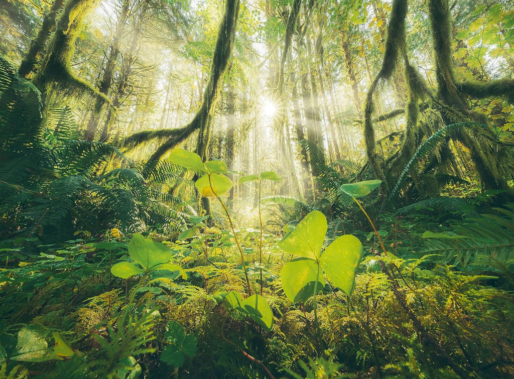 Ravensburger Puzzle - 4 Seasons - 4X 500 piese puzzle jigsaw pentru adulți și copii cu vârsta de peste 12 ani Puzzle Naty Shop