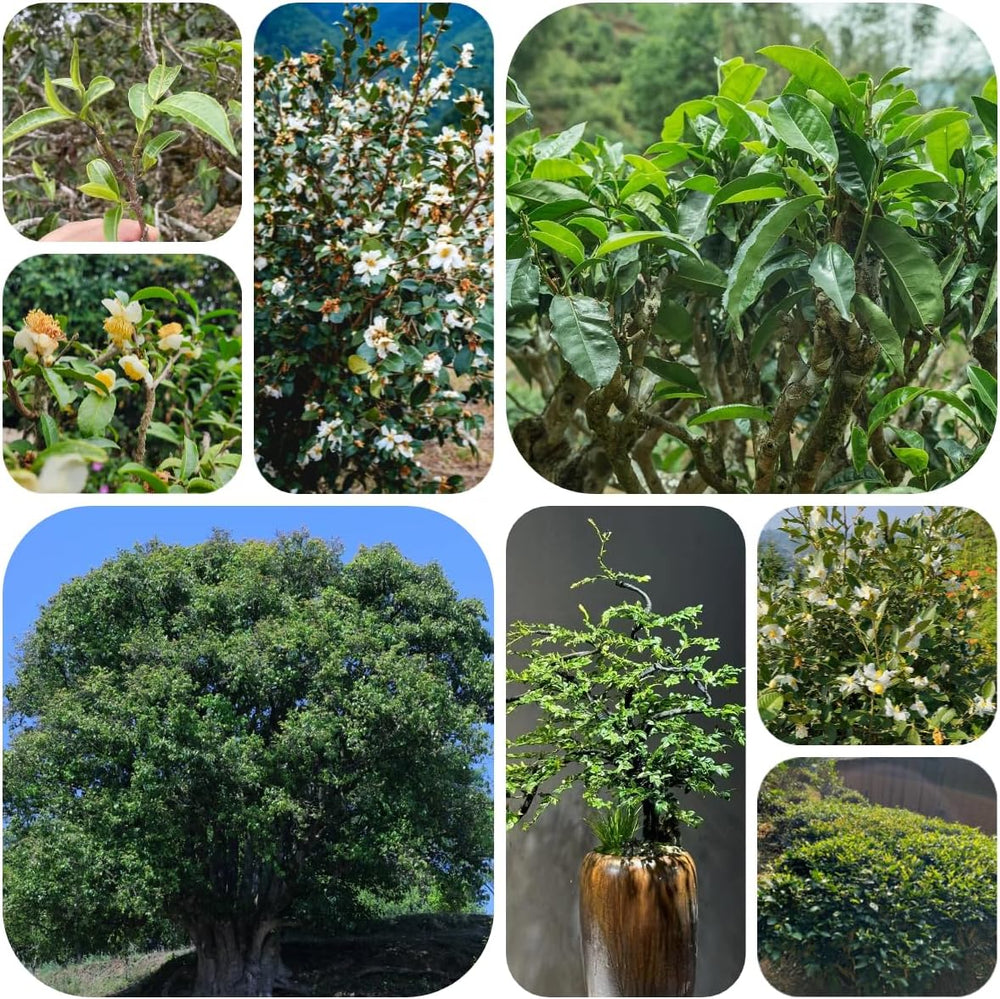 Grüner Tee - Teebaum - Zimmerbonsai Teepflanze Kaufen Bio Baumsamen, Indoor Winterharte Kübelpflanzen Deko 25Samen