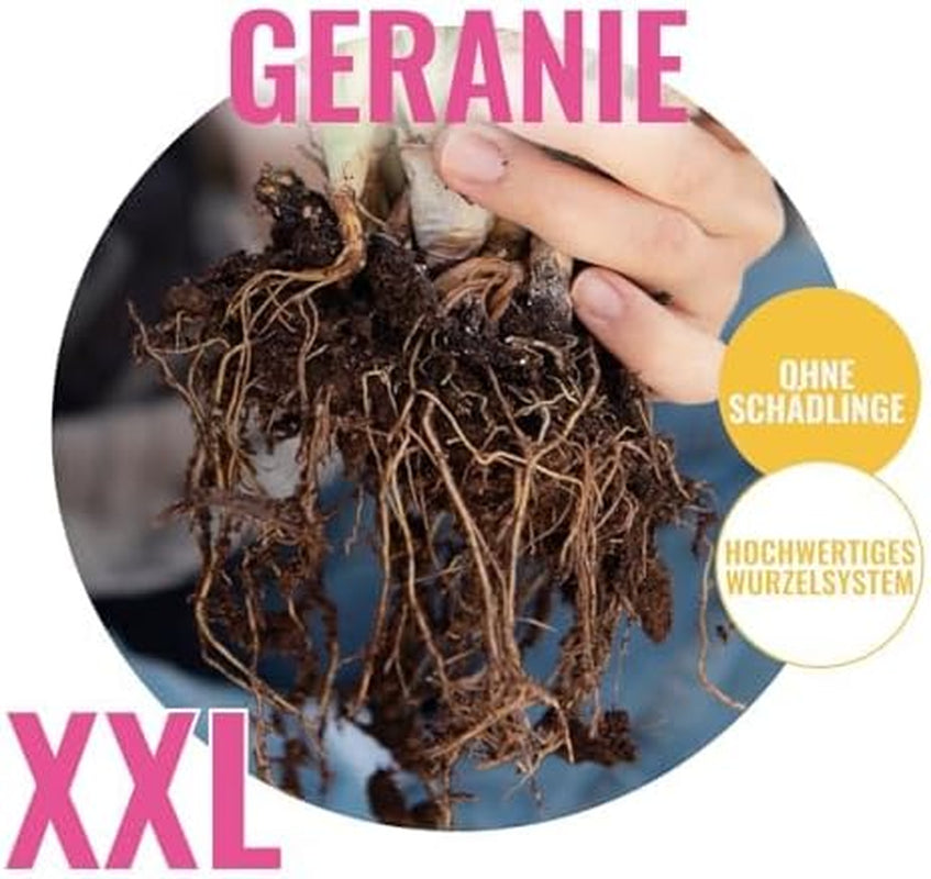 Collezione di gerani super perenni (10 piante/radici) Mix resistente di 5 varietà, grandi ibridi perenni provenienti dall'Olanda, per il giardino, strati di fiori (senza semi, senza bulbi artificiali)